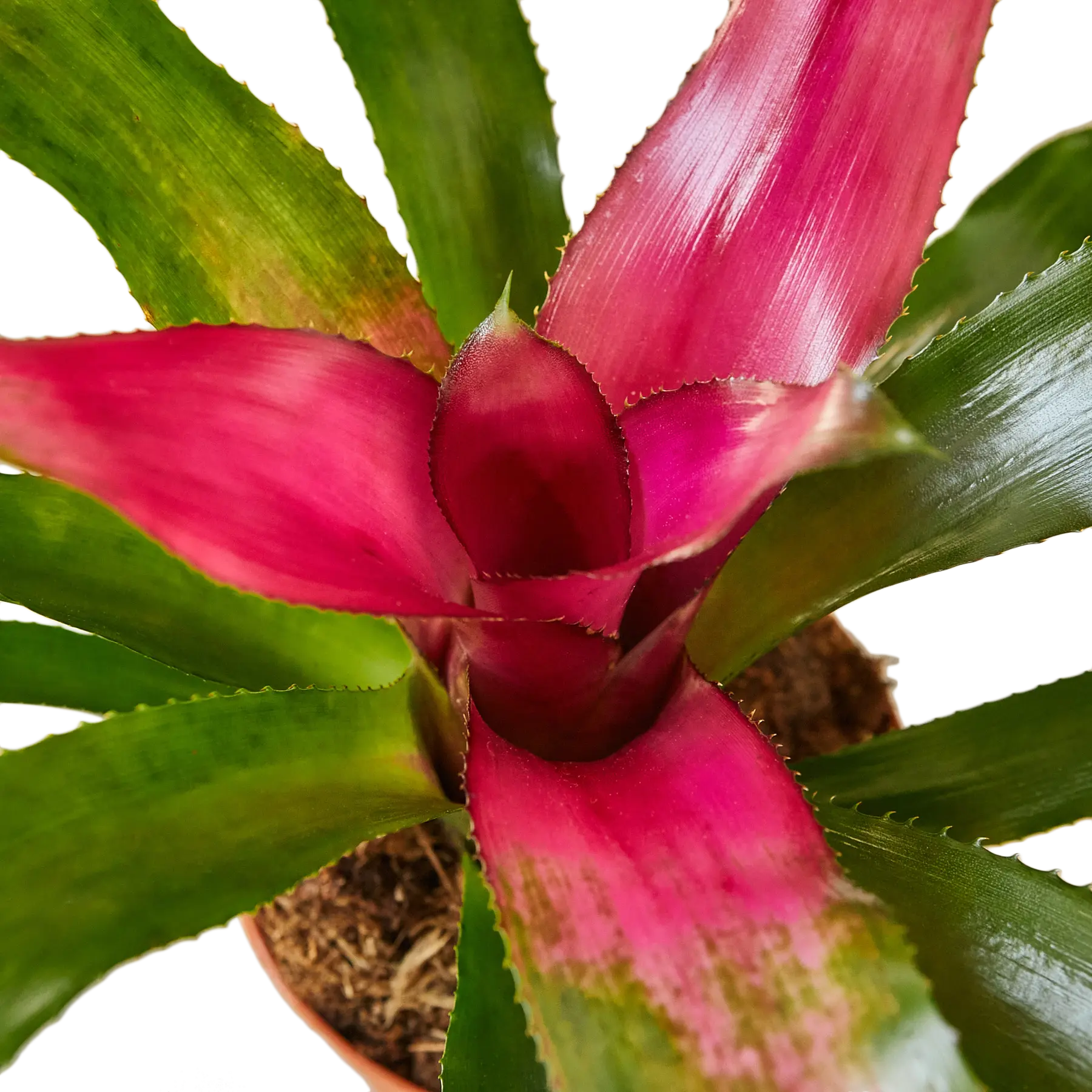 Bromeliad Donna - Hive Plants - Indoor & Outdoor Plants