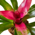 Bromeliad Donna - Hive Plants - Indoor & Outdoor Plants