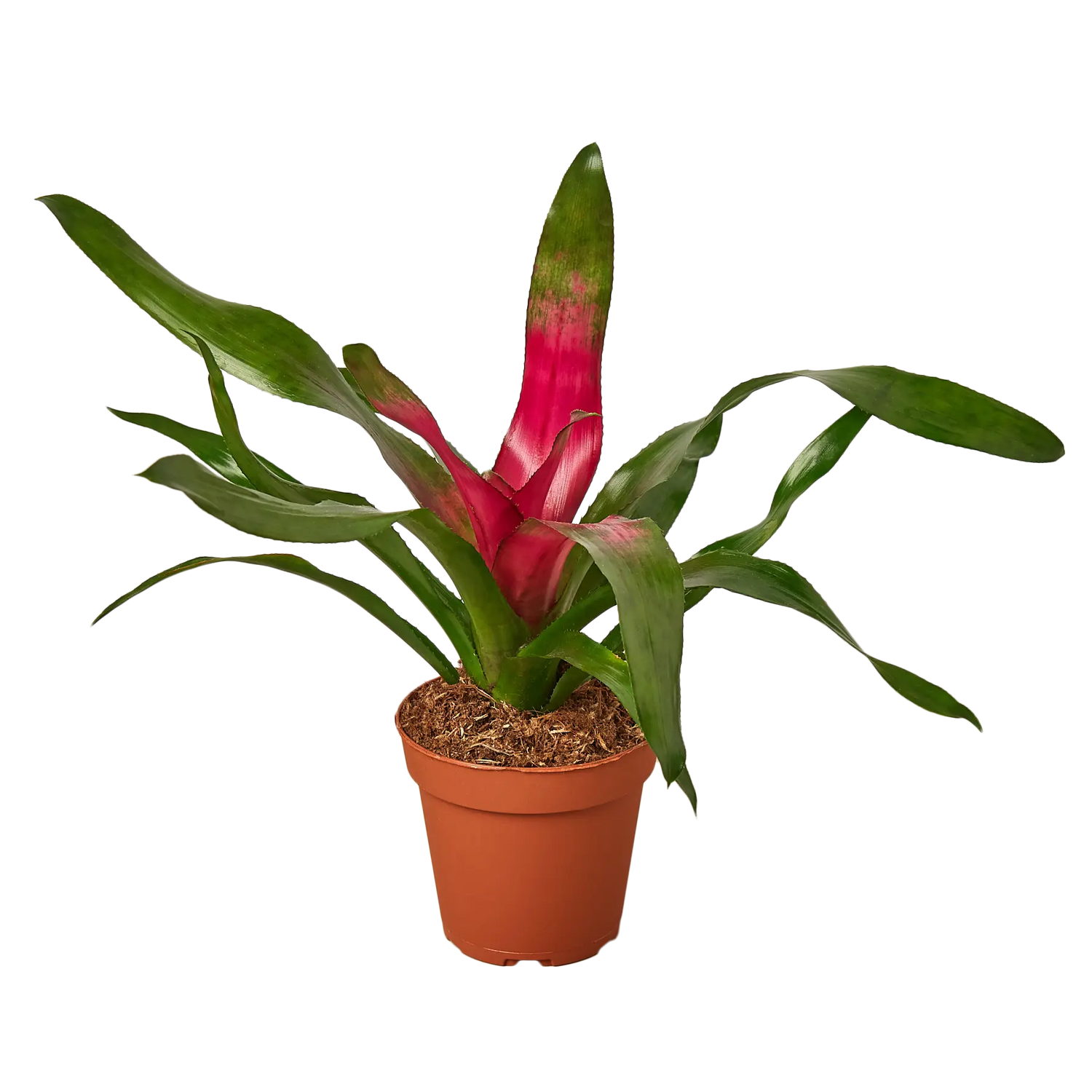 Bromeliad Donna - Hive Plants - Indoor & Outdoor Plants