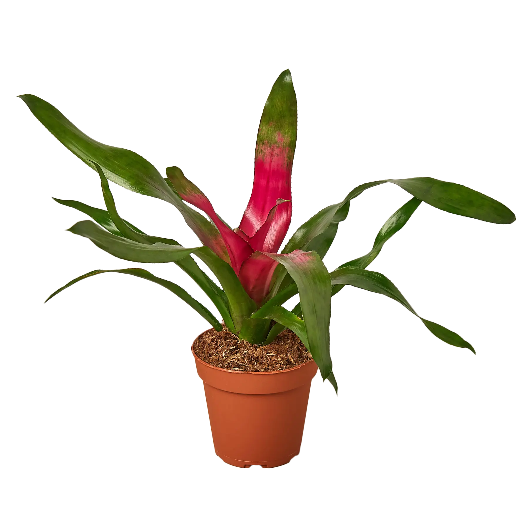 Bromeliad Donna - Hive Plants - Indoor & Outdoor Plants