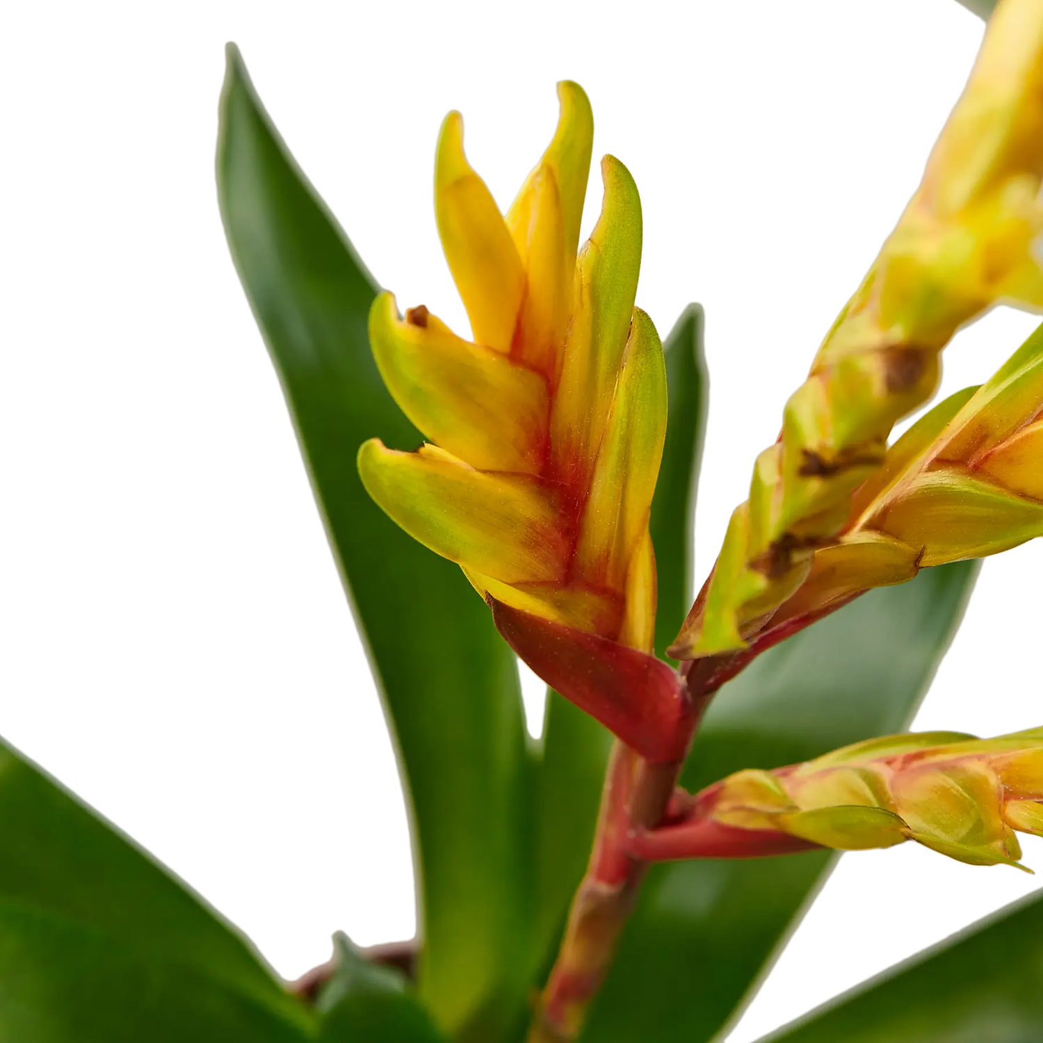 Bromeliad Energy - Hive Plants - Indoor & Outdoor Plants