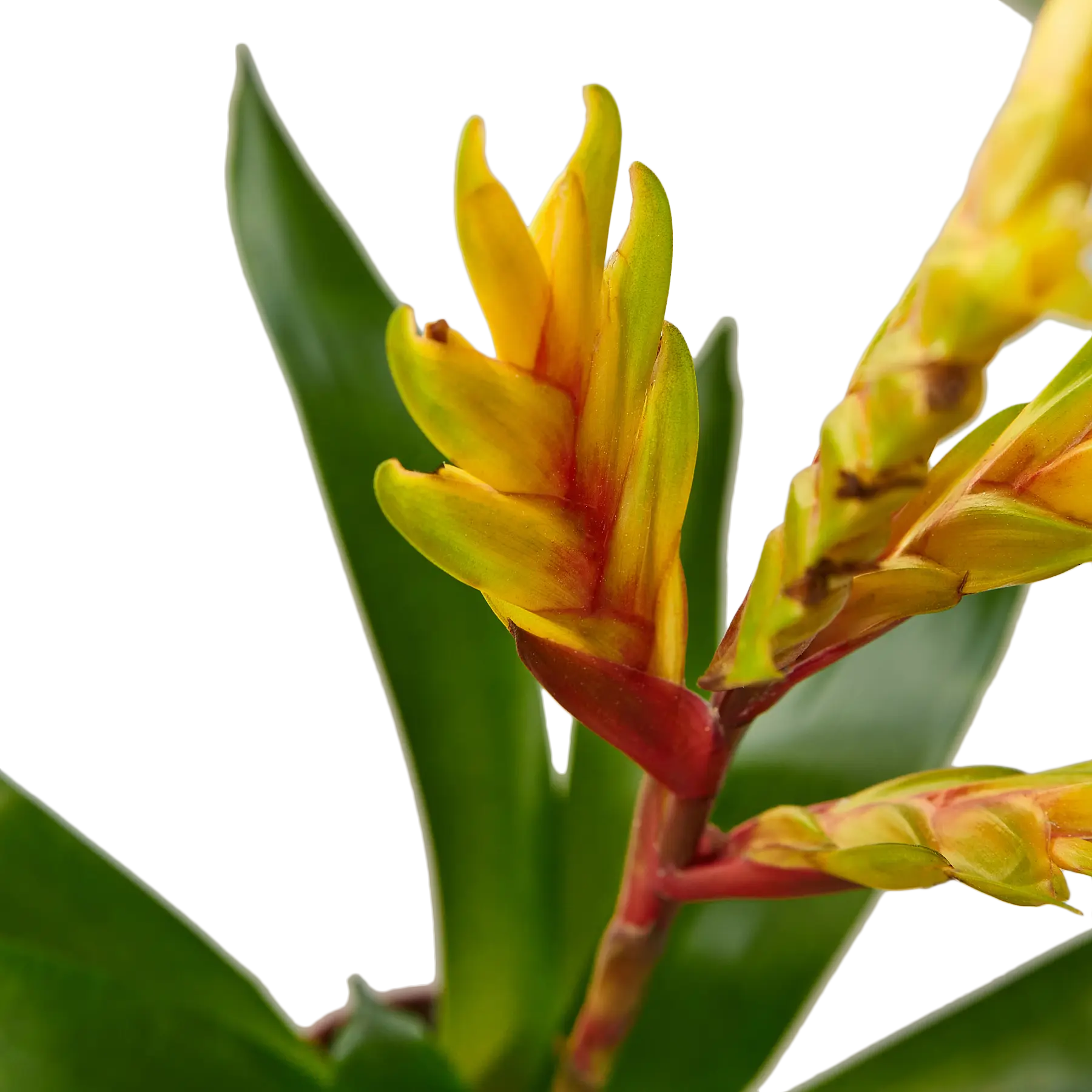 Bromeliad Energy - Hive Plants - Indoor & Outdoor Plants