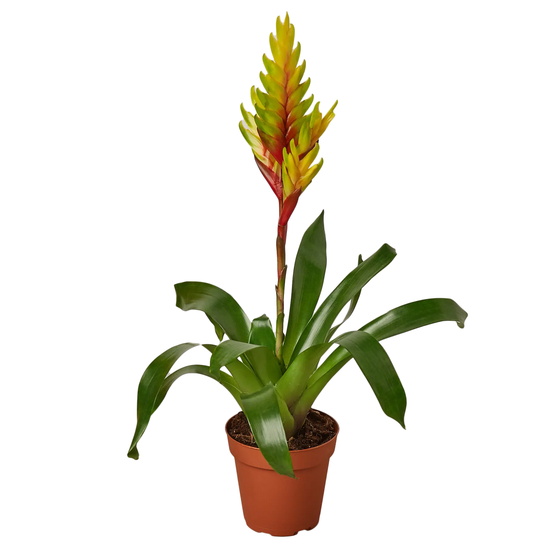 Bromeliad Energy - Hive Plants - Indoor & Outdoor Plants
