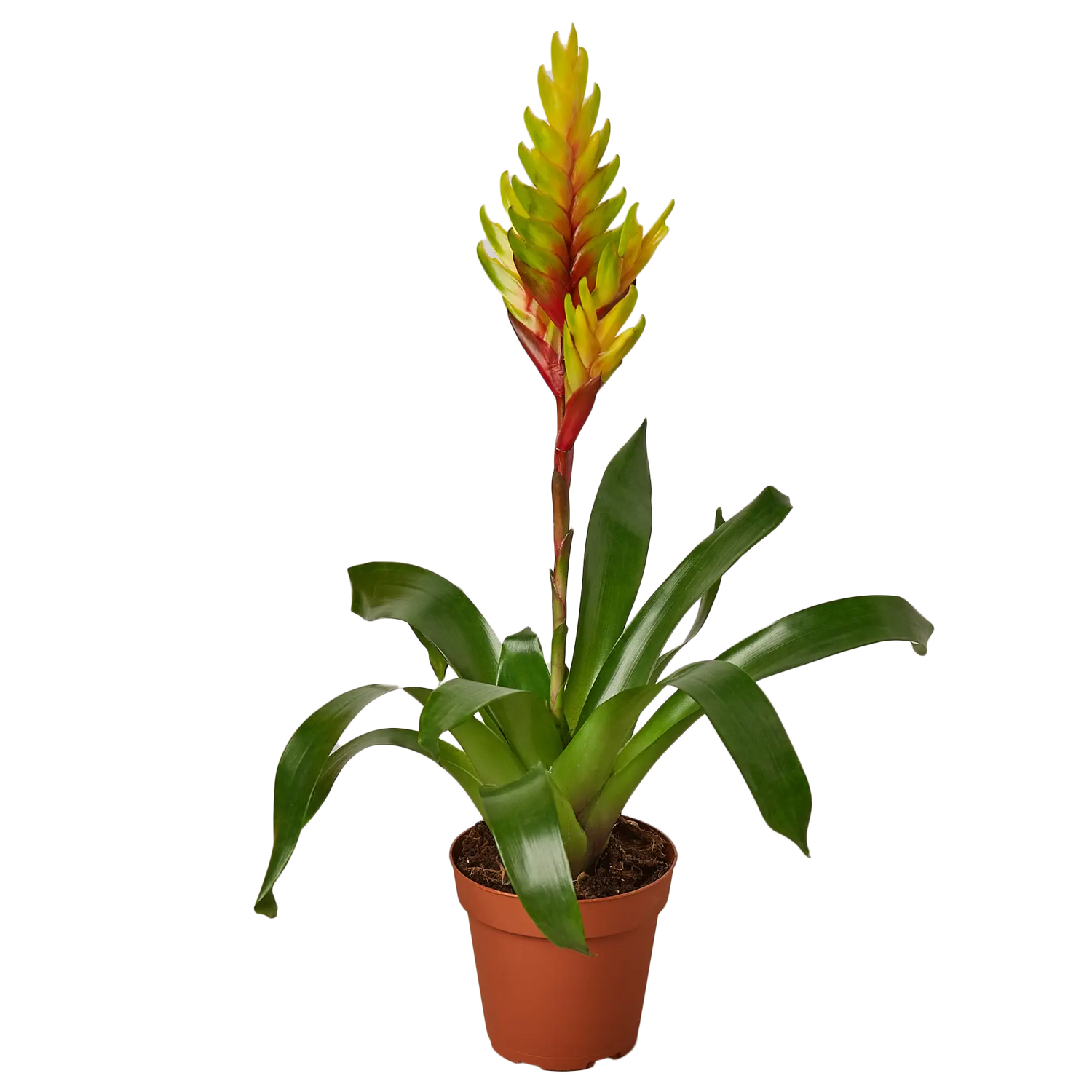 Bromeliad Energy - Hive Plants - Indoor & Outdoor Plants