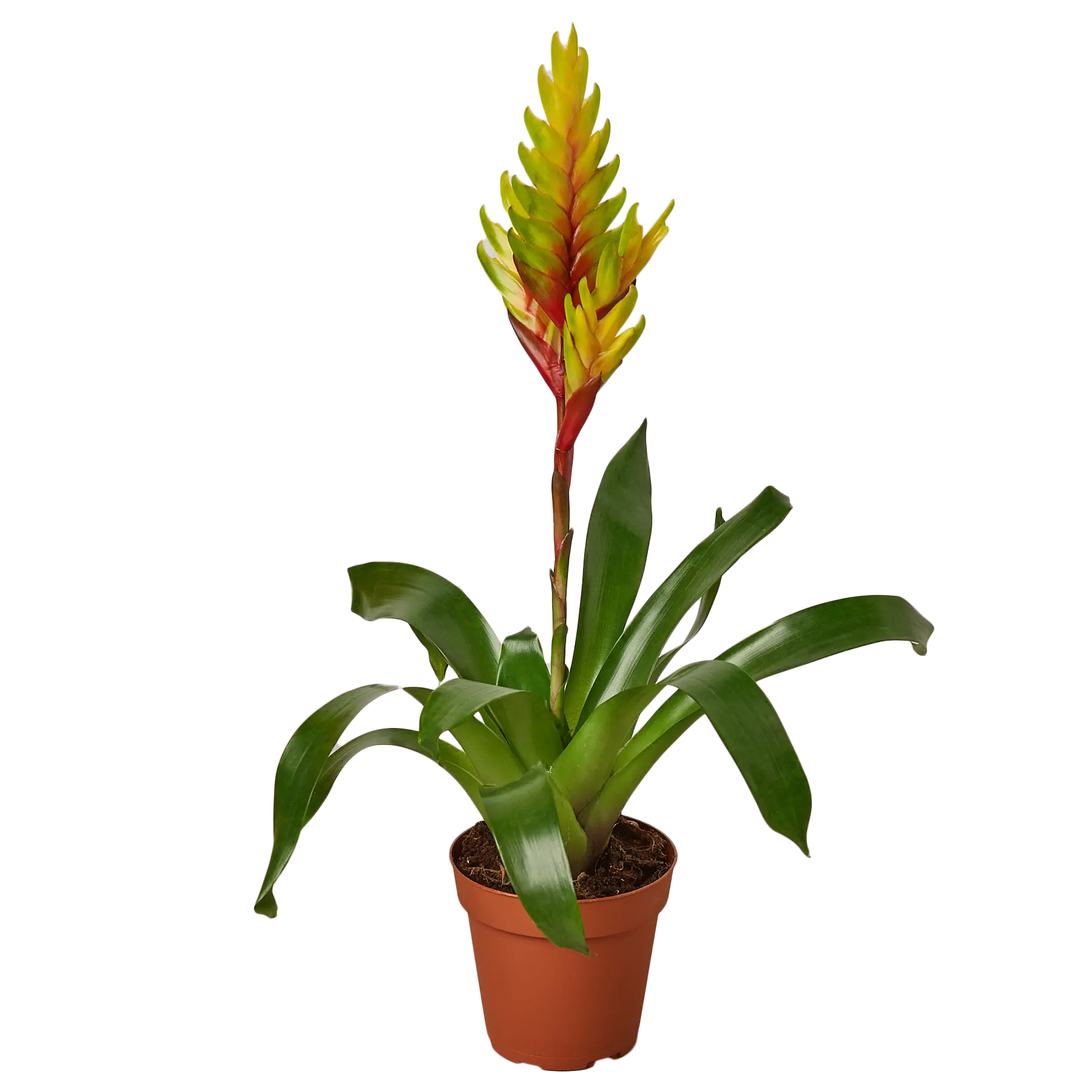 Bromeliad Energy - Hive Plants - Indoor & Outdoor Plants