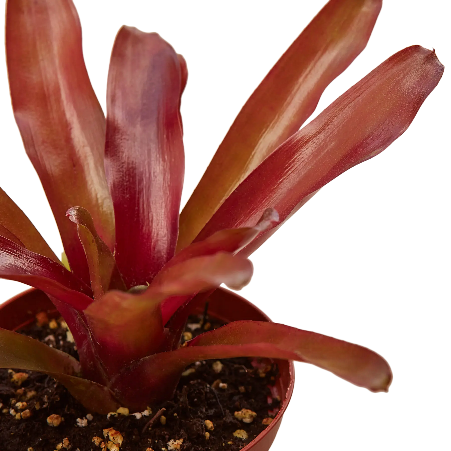 Bromeliad Fireball - Hive Plants - Indoor & Outdoor Plants