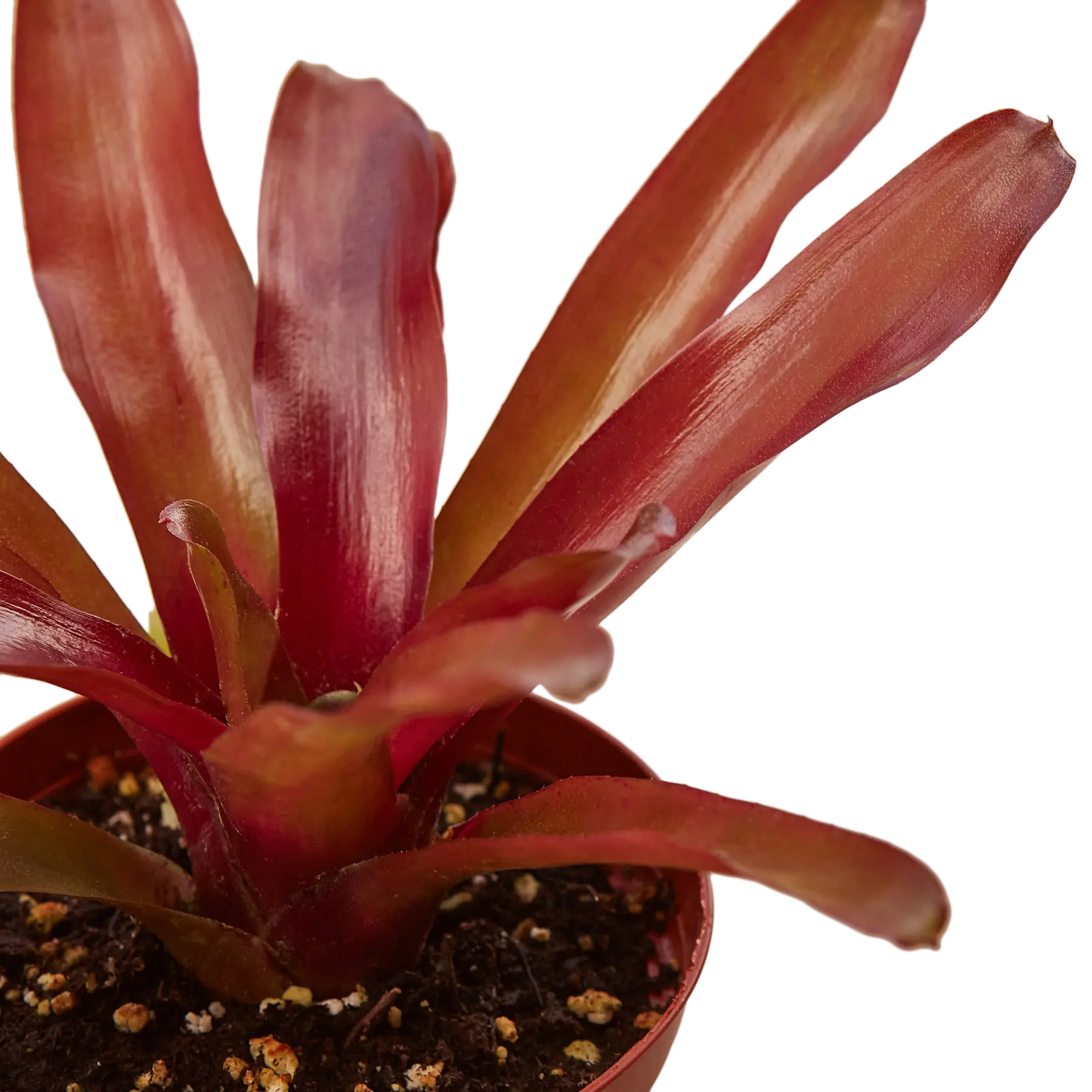 Bromeliad Fireball - Hive Plants - Indoor & Outdoor Plants
