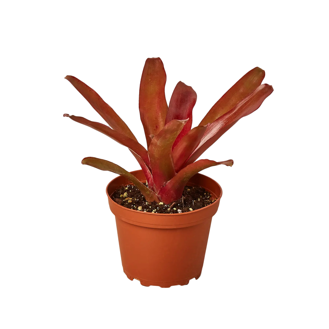 Bromeliad Fireball - Hive Plants - Indoor & Outdoor Plants