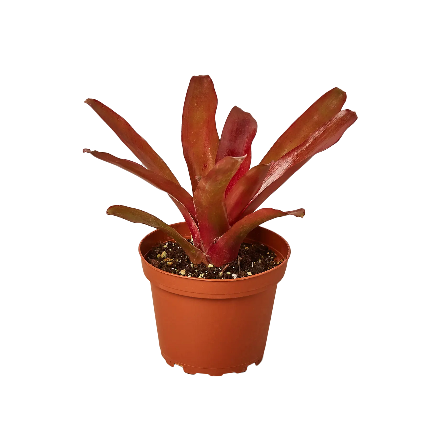 Bromeliad Fireball - Hive Plants - Indoor & Outdoor Plants