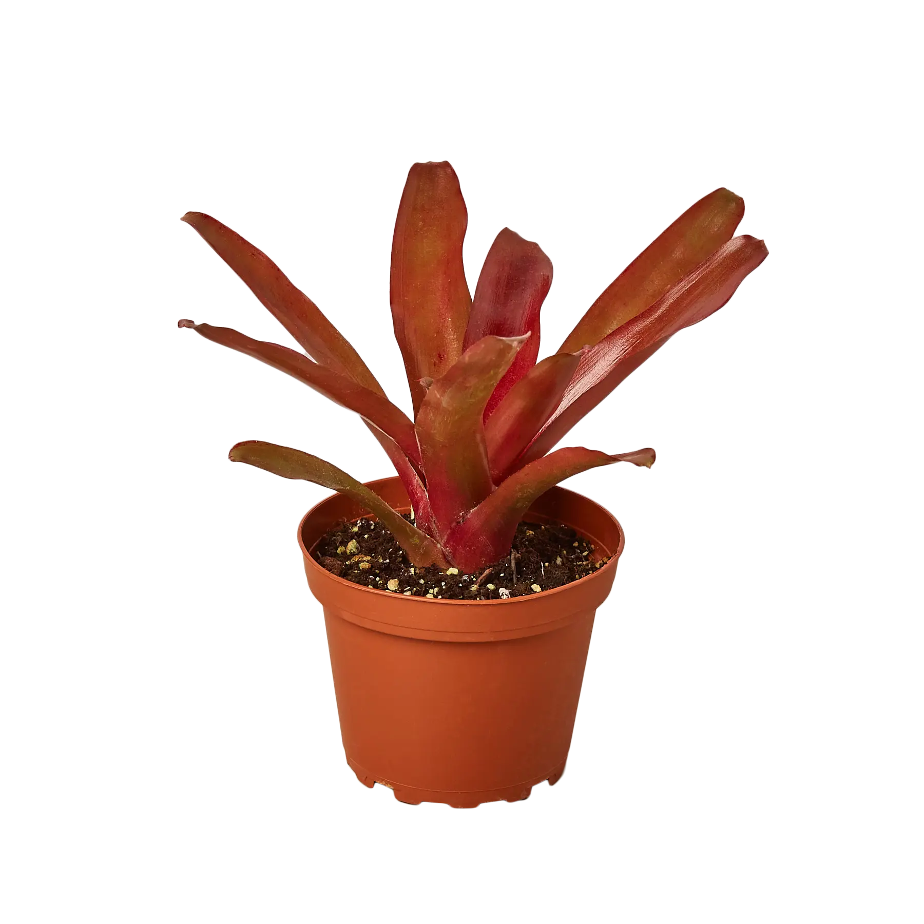 Bromeliad Fireball - Hive Plants - Indoor & Outdoor Plants