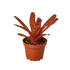 Bromeliad Fireball - Hive Plants - Indoor & Outdoor Plants