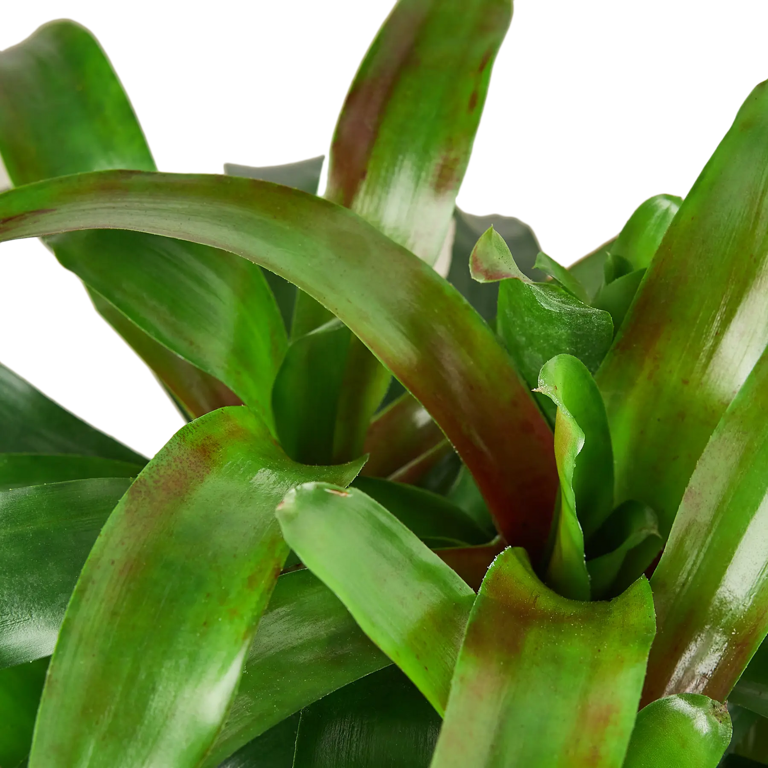 Bromeliad Fireball - Hive Plants - Indoor & Outdoor Plants