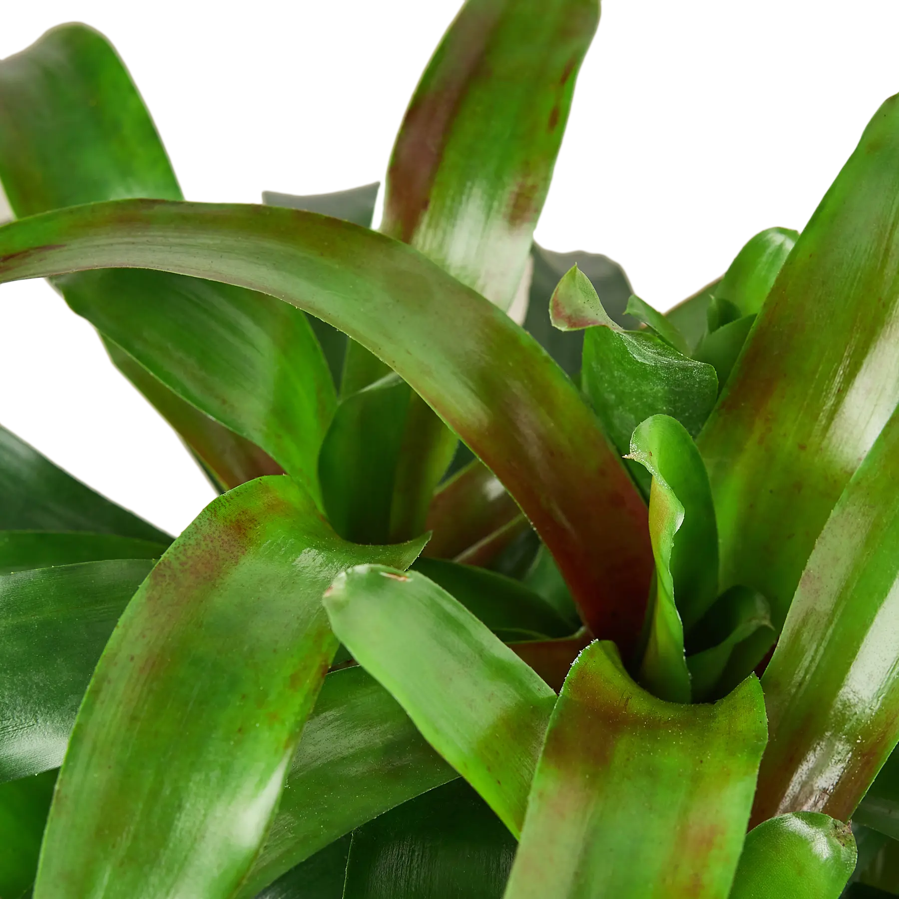 Bromeliad Fireball - Hive Plants - Indoor & Outdoor Plants