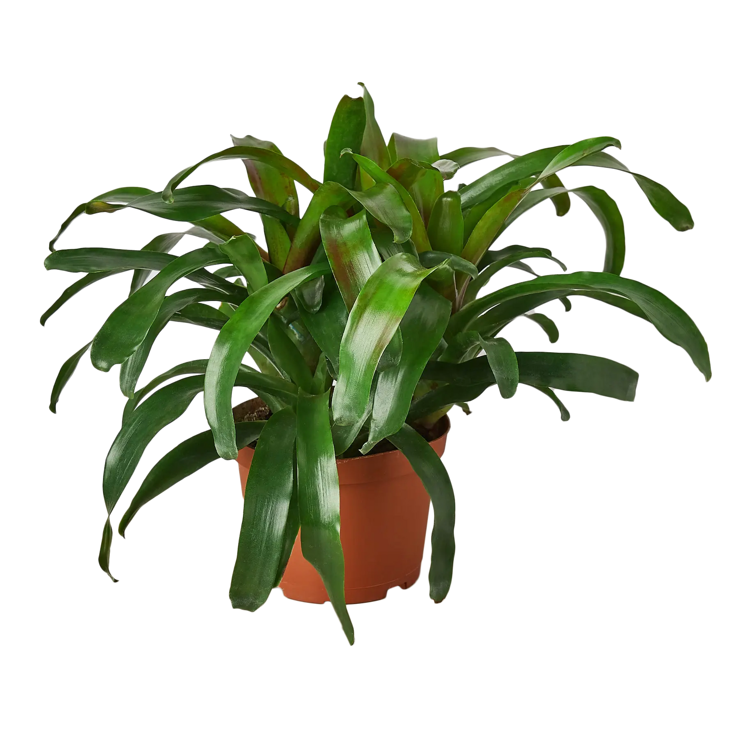 Bromeliad Fireball - Hive Plants - Indoor & Outdoor Plants