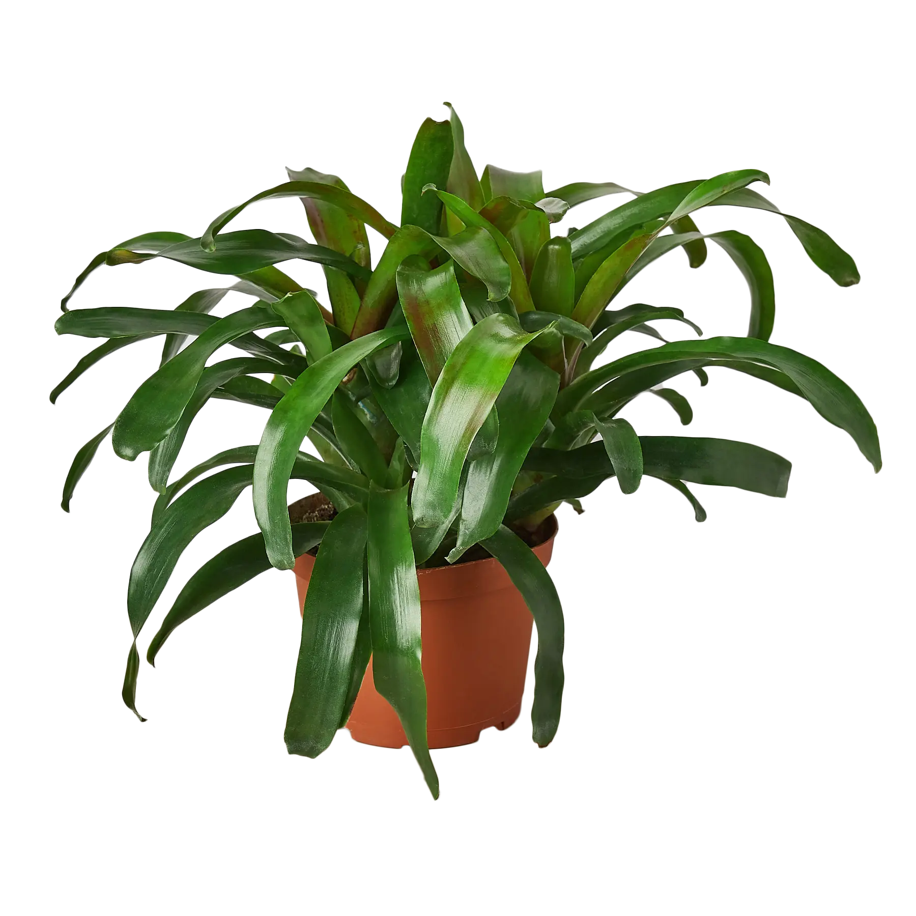 Bromeliad Fireball - Hive Plants - Indoor & Outdoor Plants