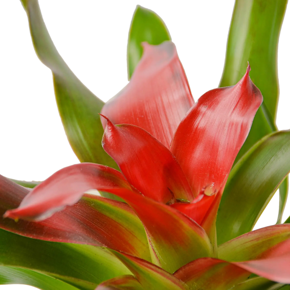 Bromeliad Medusa - Hive Plants - Indoor & Outdoor Plants