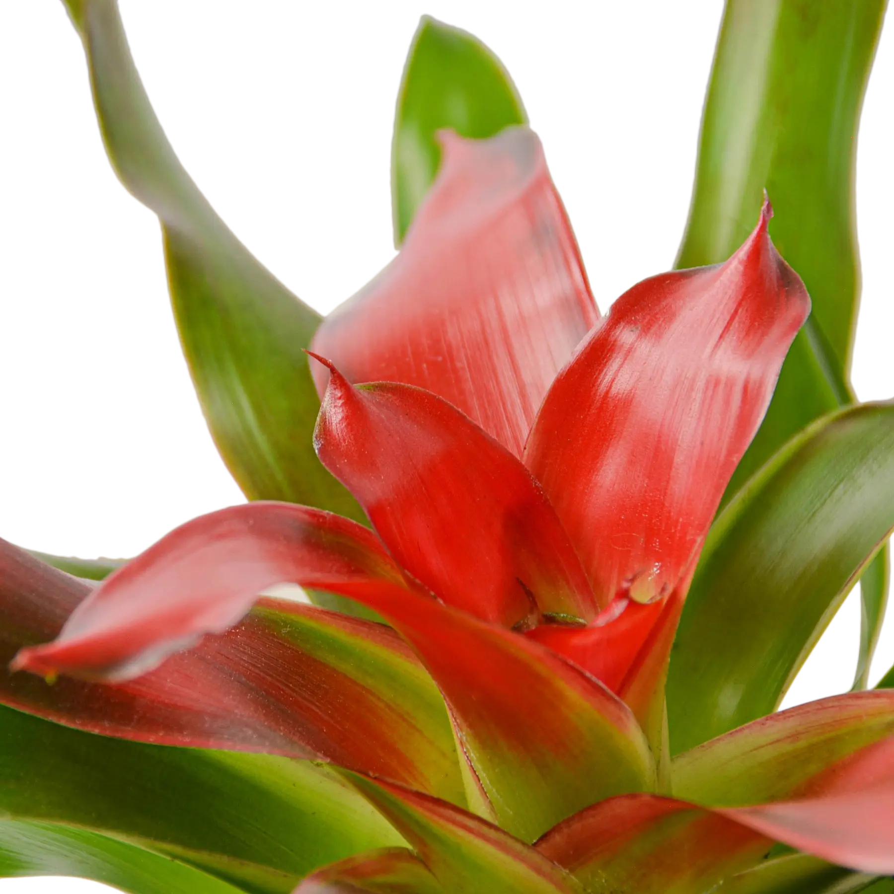 Bromeliad Medusa - Hive Plants - Indoor & Outdoor Plants