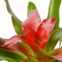 Bromeliad Medusa - Hive Plants - Indoor & Outdoor Plants