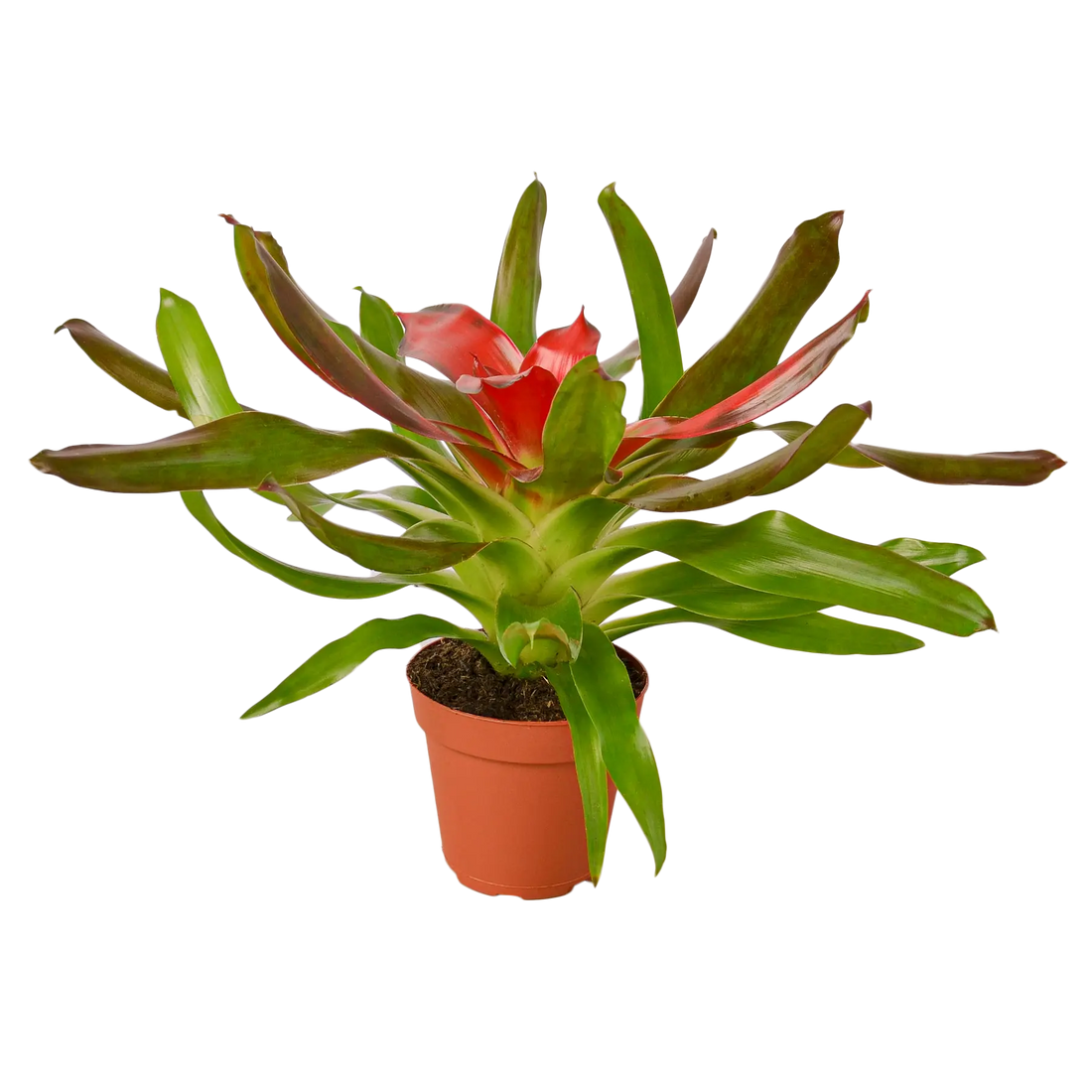 Bromeliad Medusa - Hive Plants - Indoor & Outdoor Plants