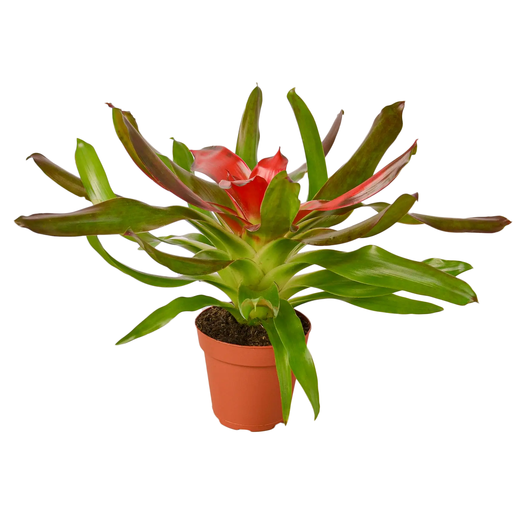 Bromeliad Medusa - Hive Plants - Indoor & Outdoor Plants