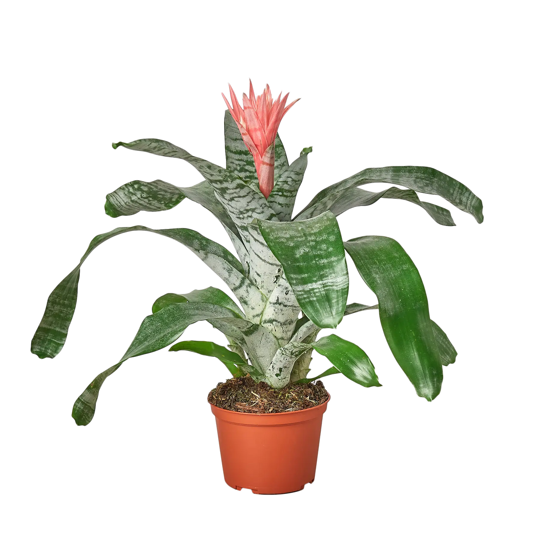 Bromeliad Silver Vase - Hive Plants - Indoor & Outdoor Plants