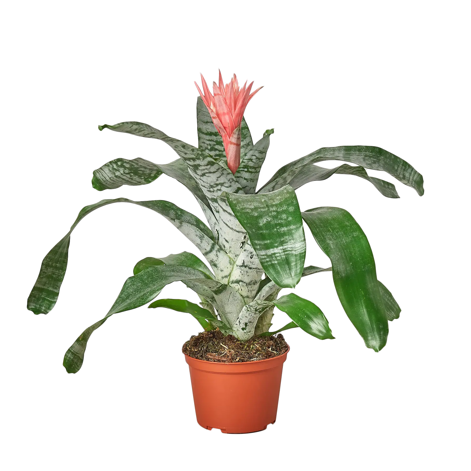 Bromeliad Silver Vase - Hive Plants - Indoor & Outdoor Plants