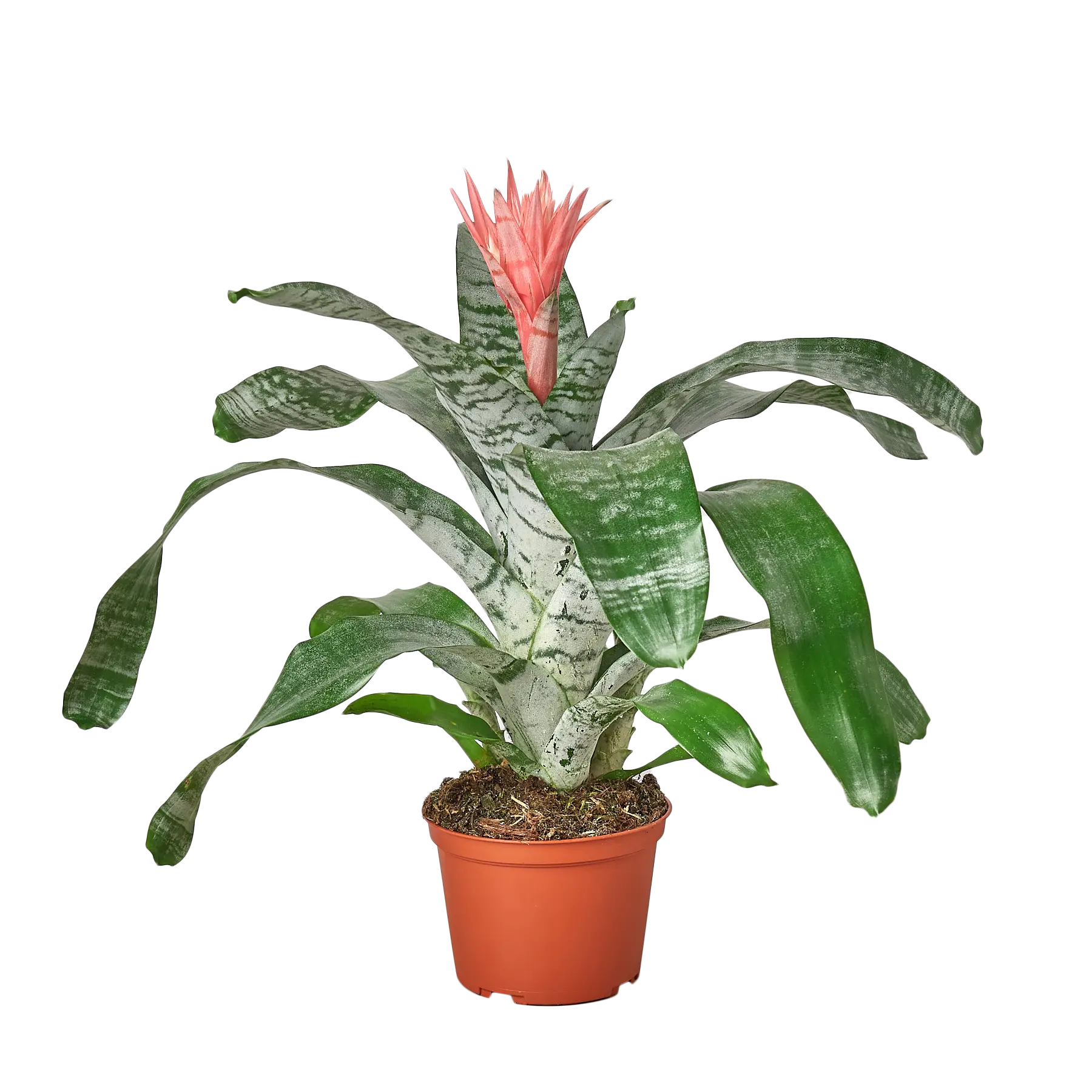 Bromeliad Silver Vase - Hive Plants - Indoor & Outdoor Plants