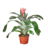 Bromeliad Silver Vase - Hive Plants - Indoor & Outdoor Plants