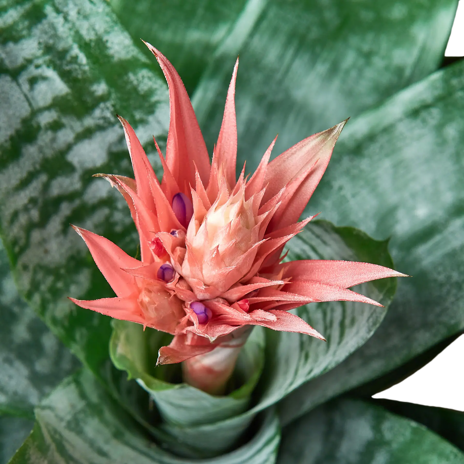 Bromeliad Silver Vase - Hive Plants - Indoor & Outdoor Plants