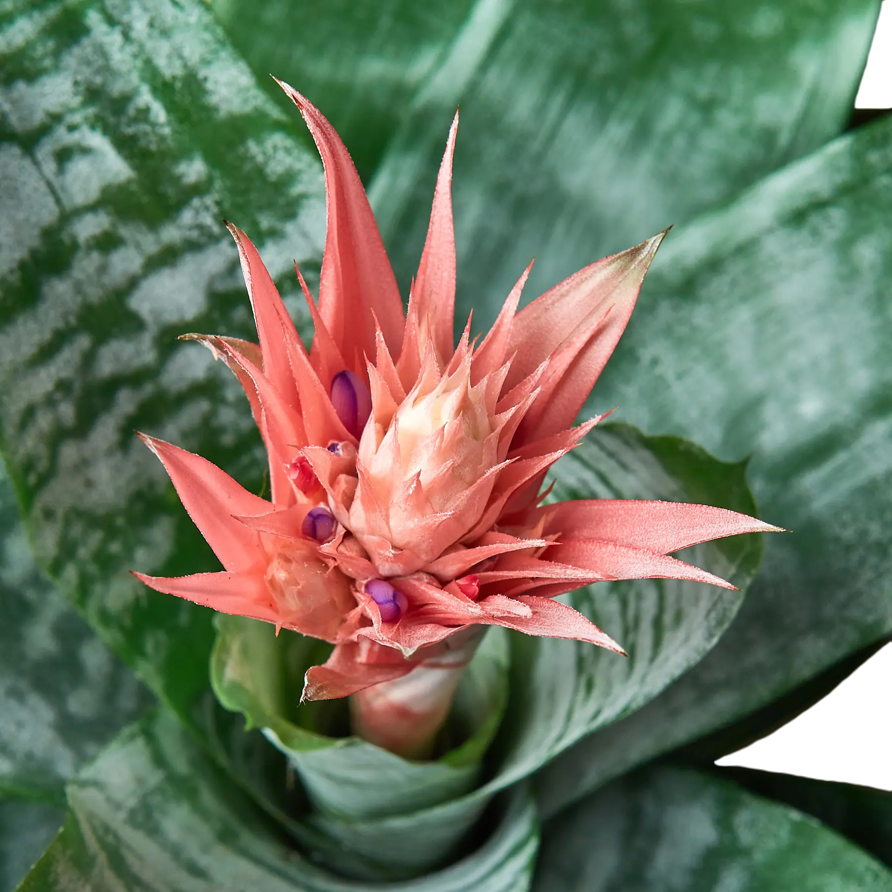 Bromeliad Silver Vase - Hive Plants - Indoor & Outdoor Plants