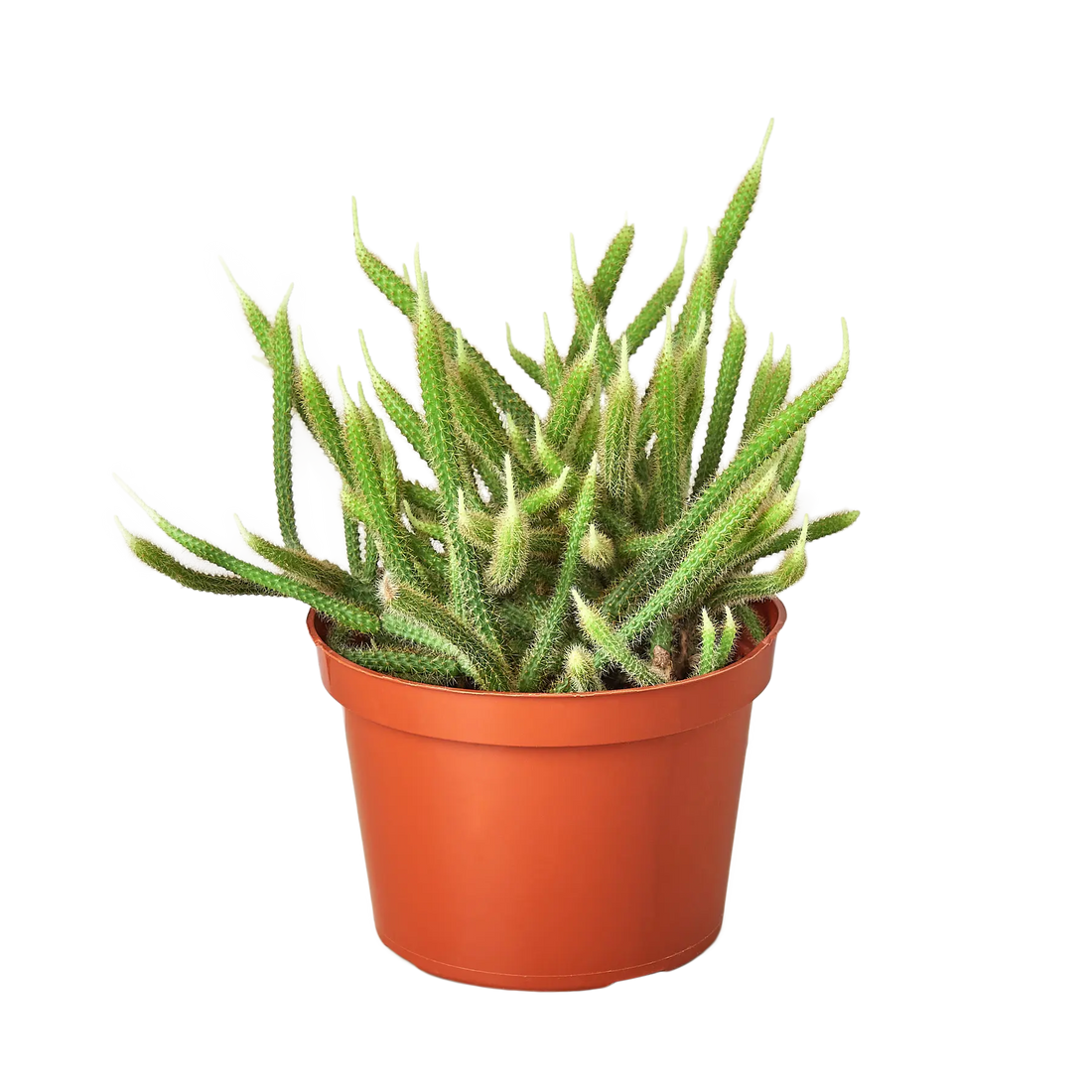 Rat Tail Cactus - Hive Plants - Succulent