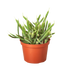 Rat Tail Cactus - Hive Plants - Succulent