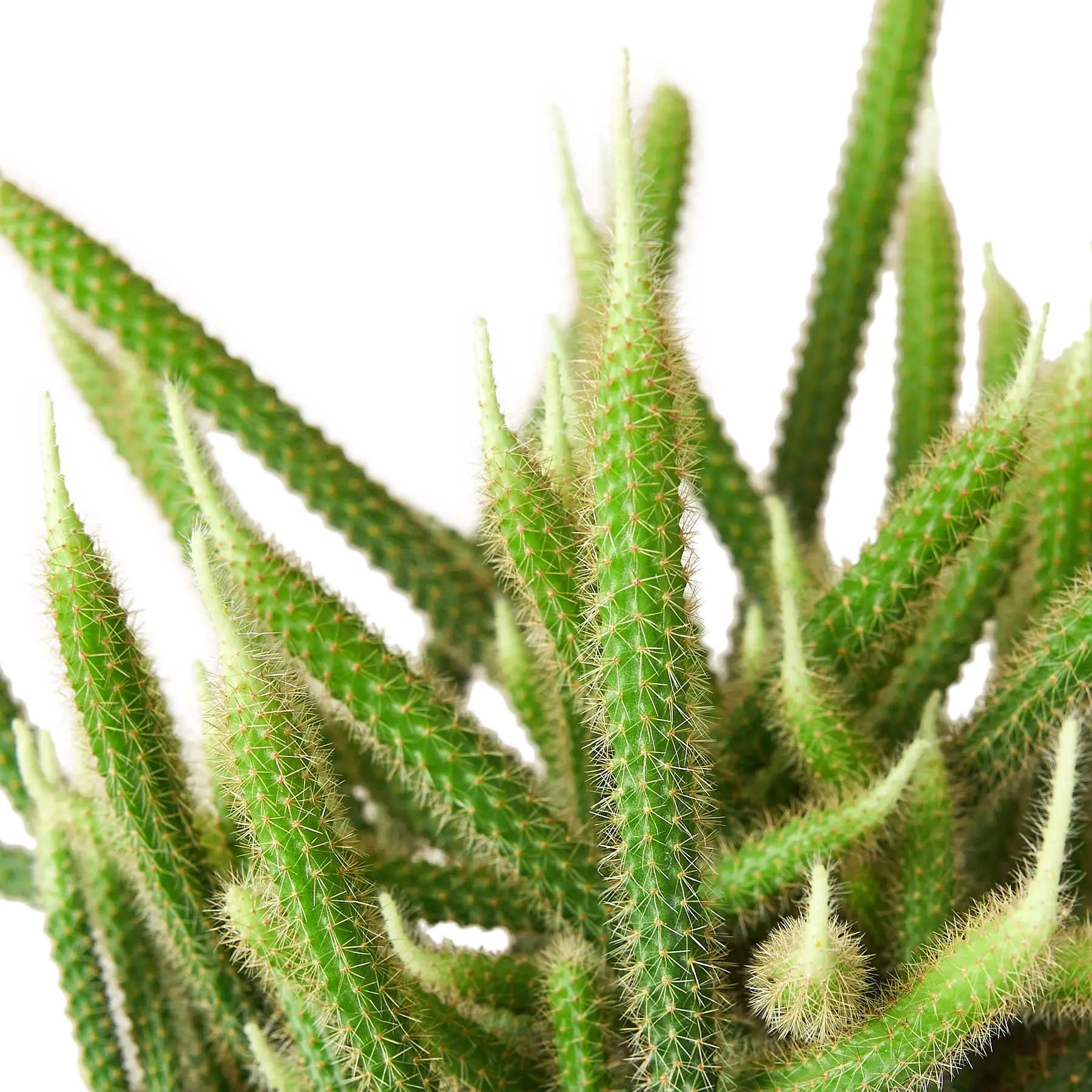 Rat Tail Cactus - Hive Plants - Succulent