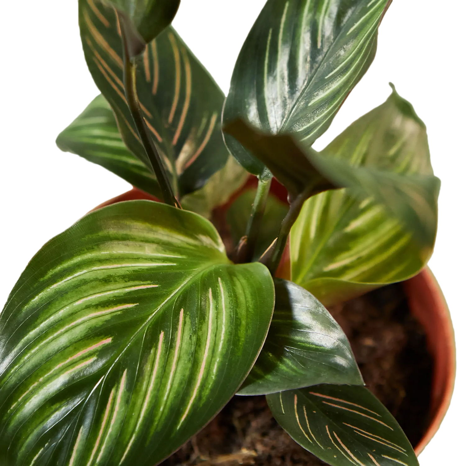 Calathea &