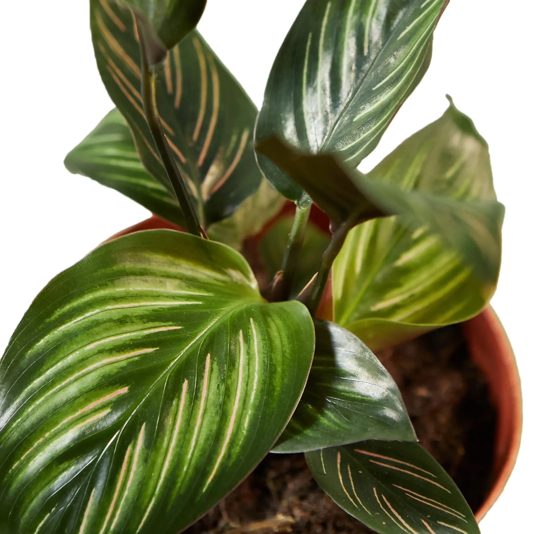 Calathea &