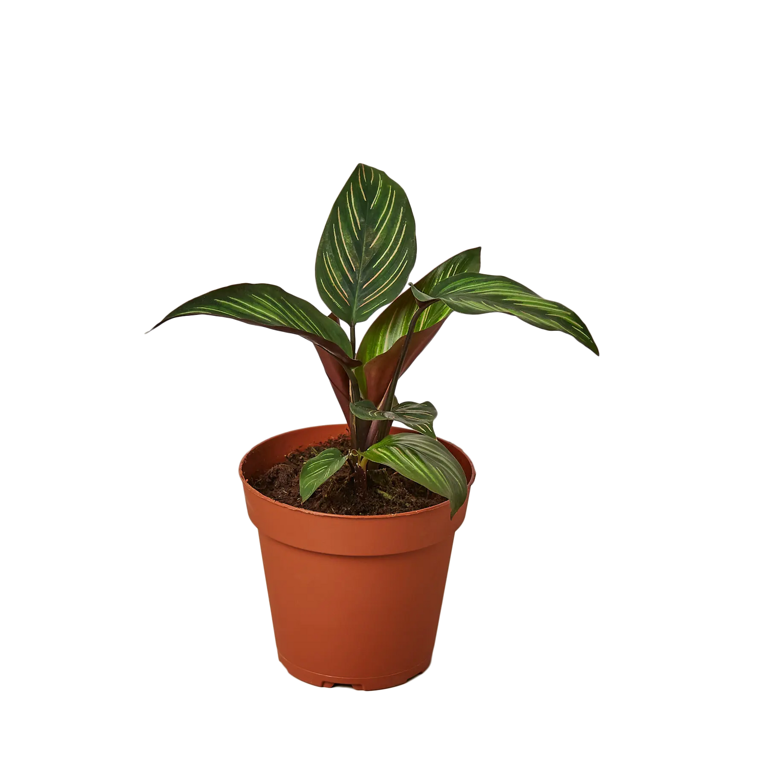 Calathea &