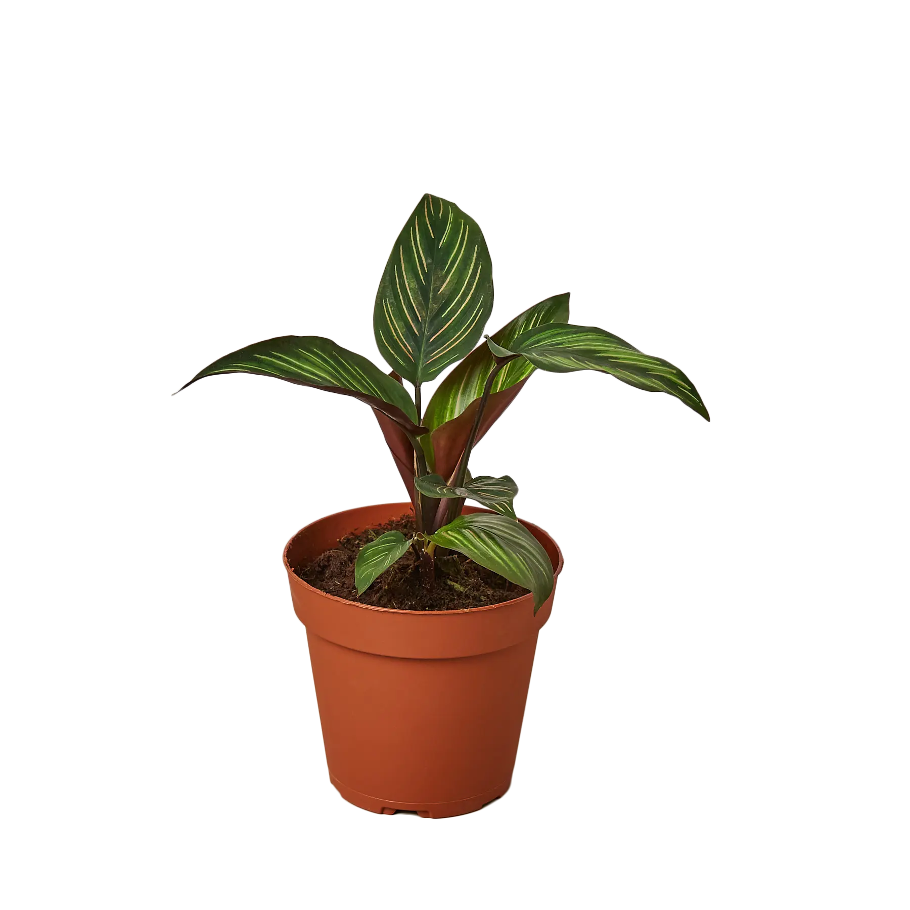 Calathea &