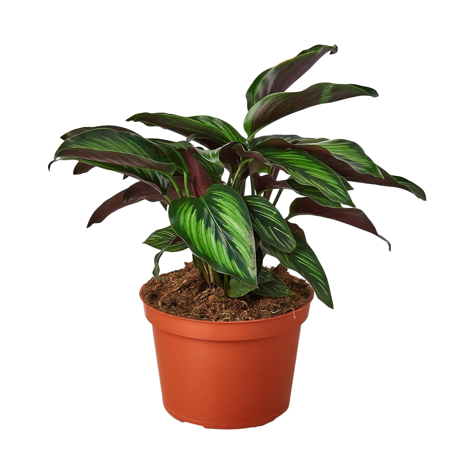 Calathea &