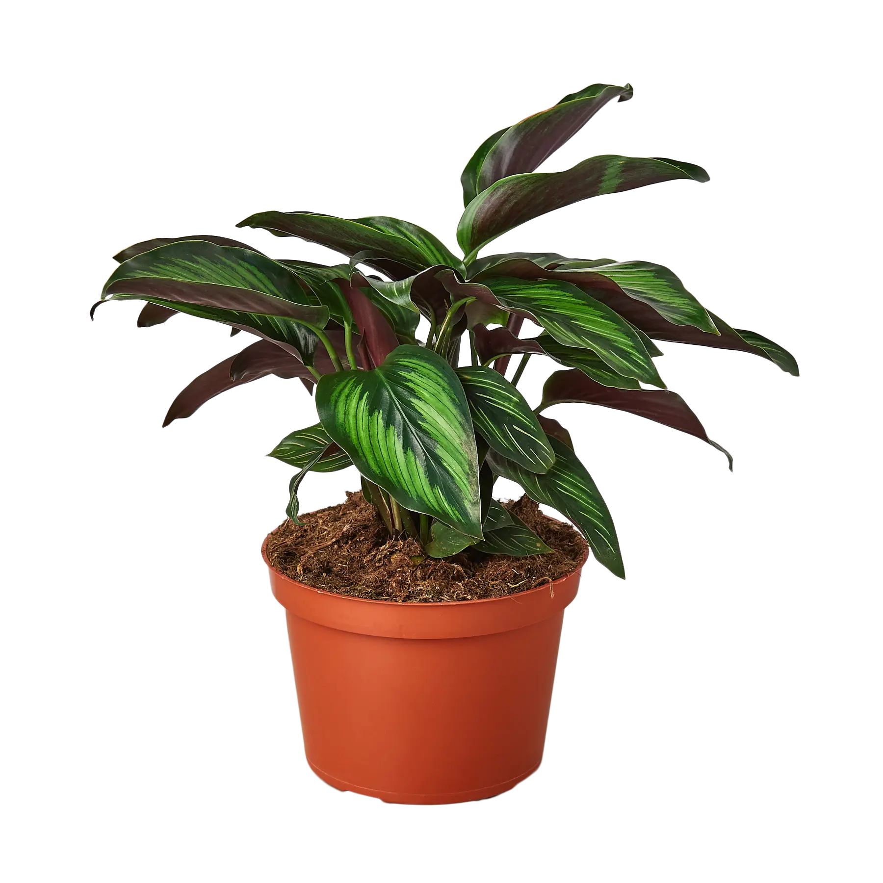 Calathea &