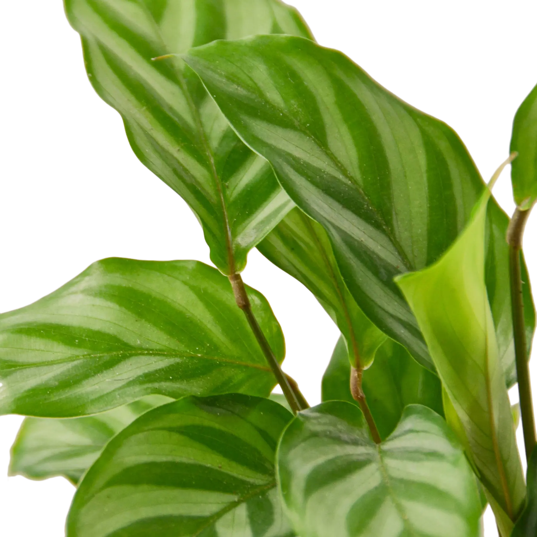 Calathea &