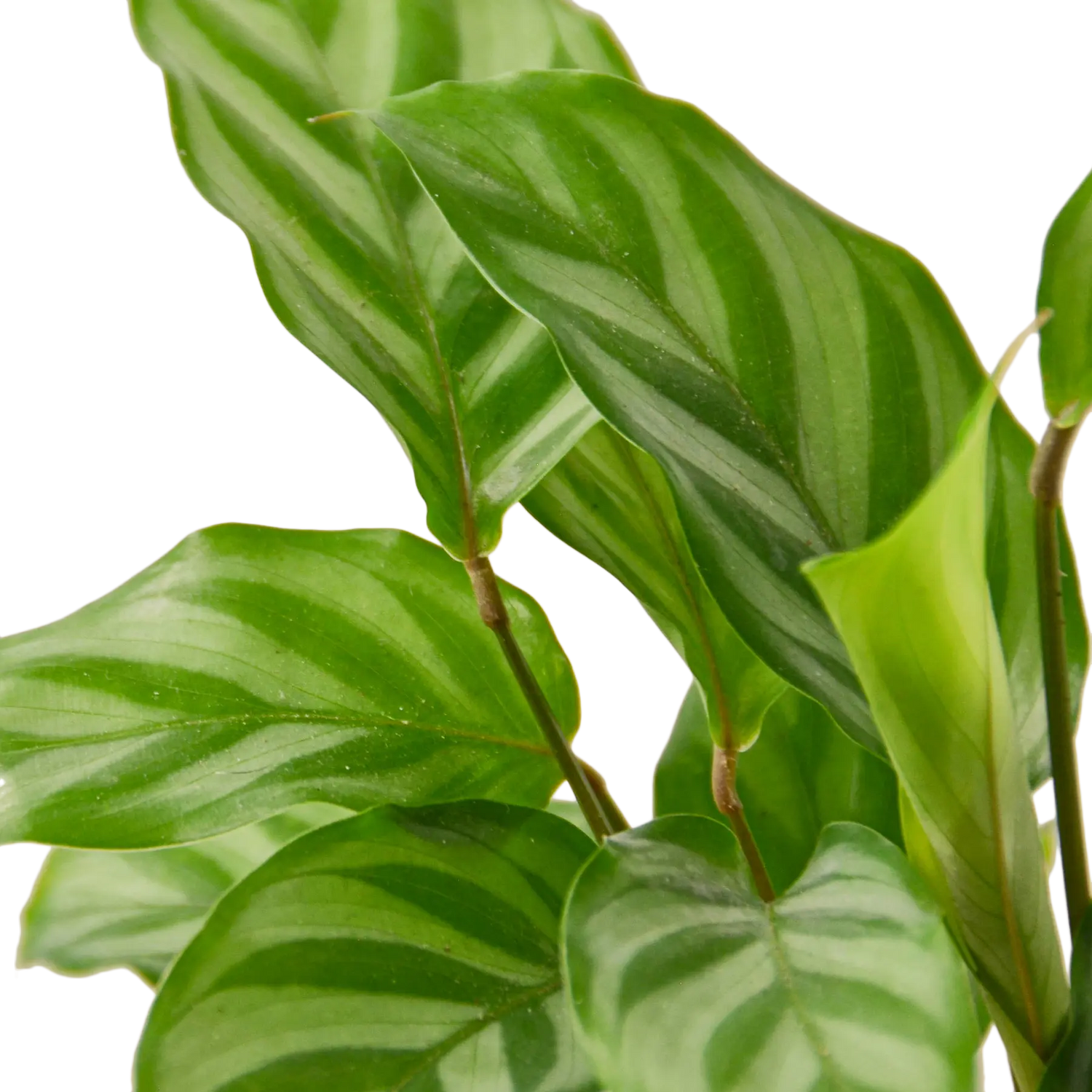 Calathea Concinna &