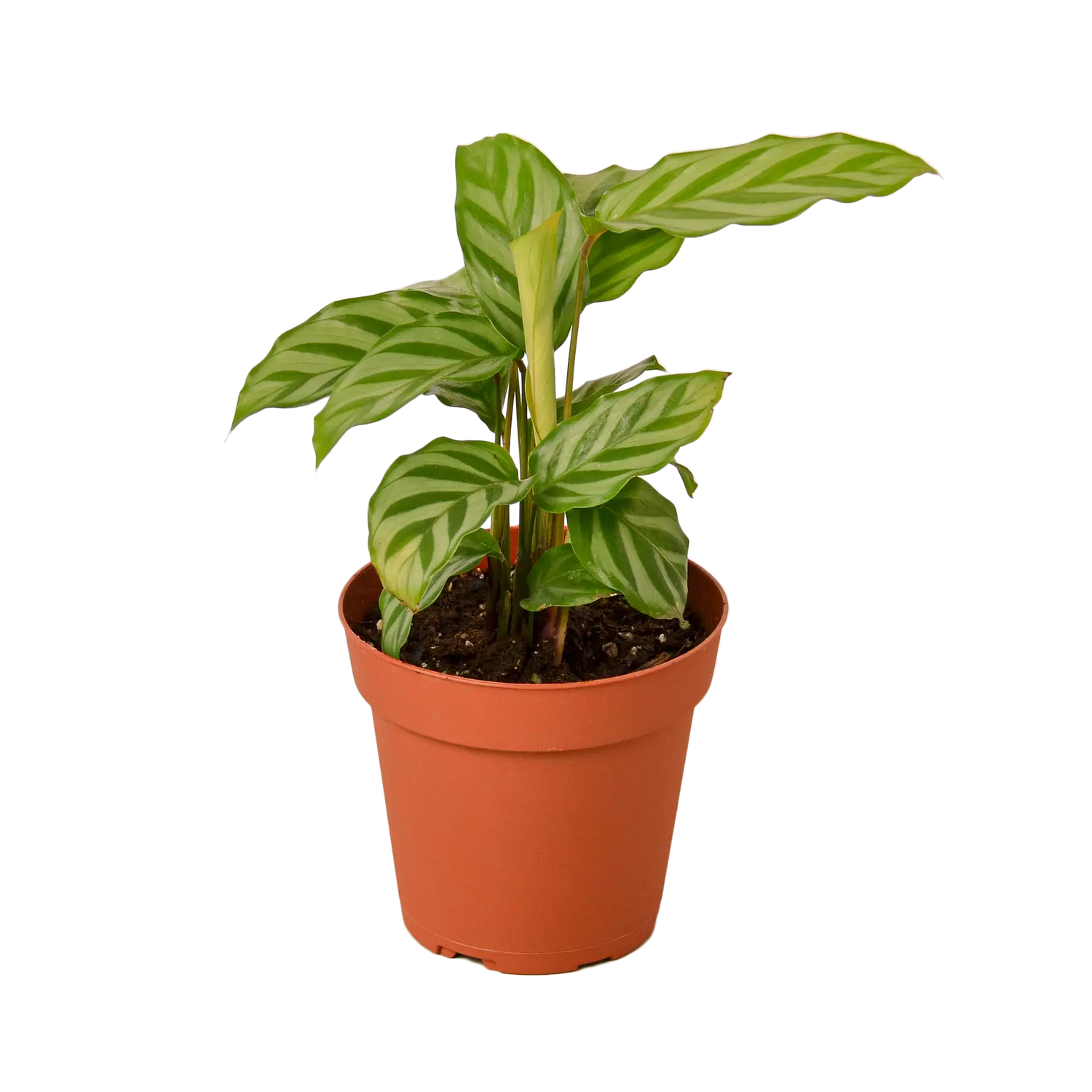 Calathea Concinna &