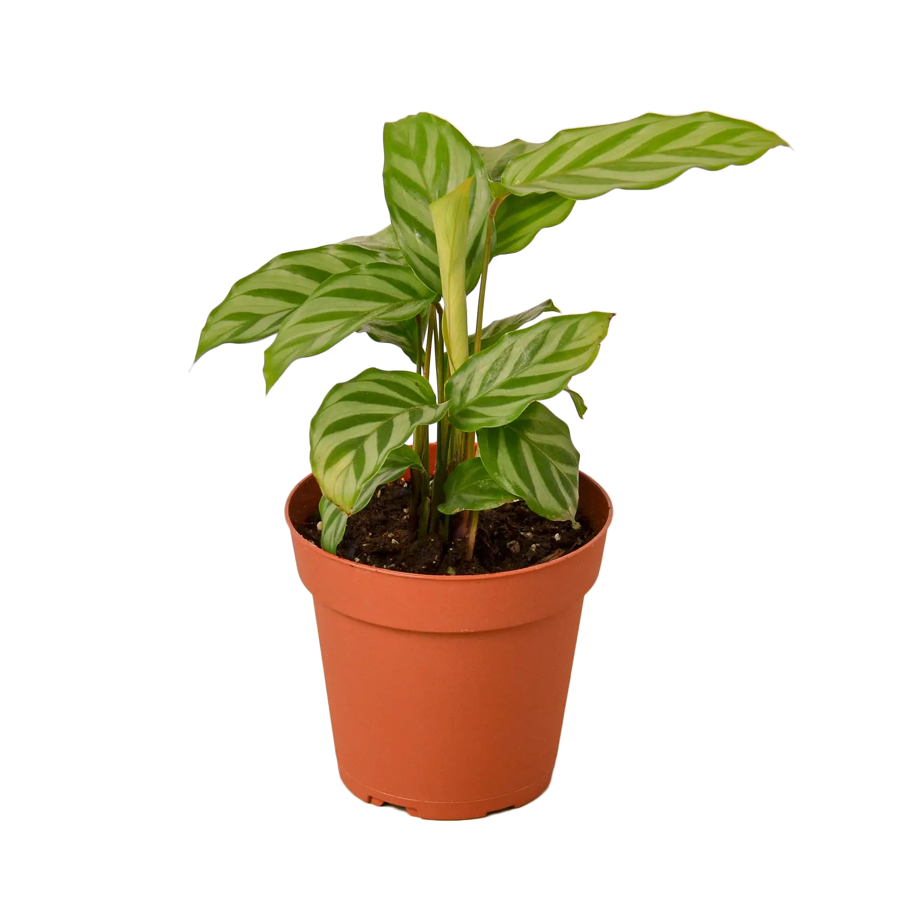Calathea Concinna &