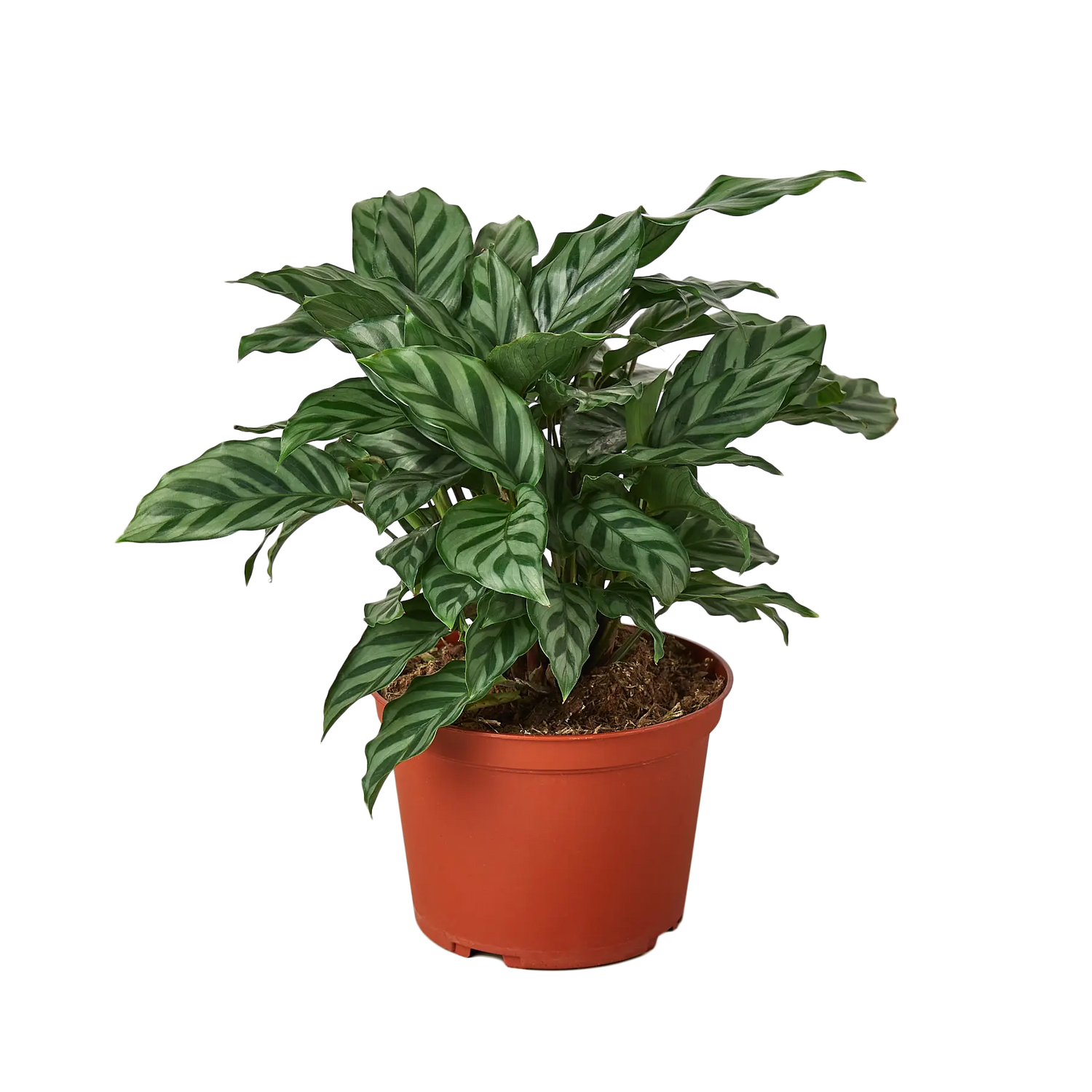 Calathea Concinna &