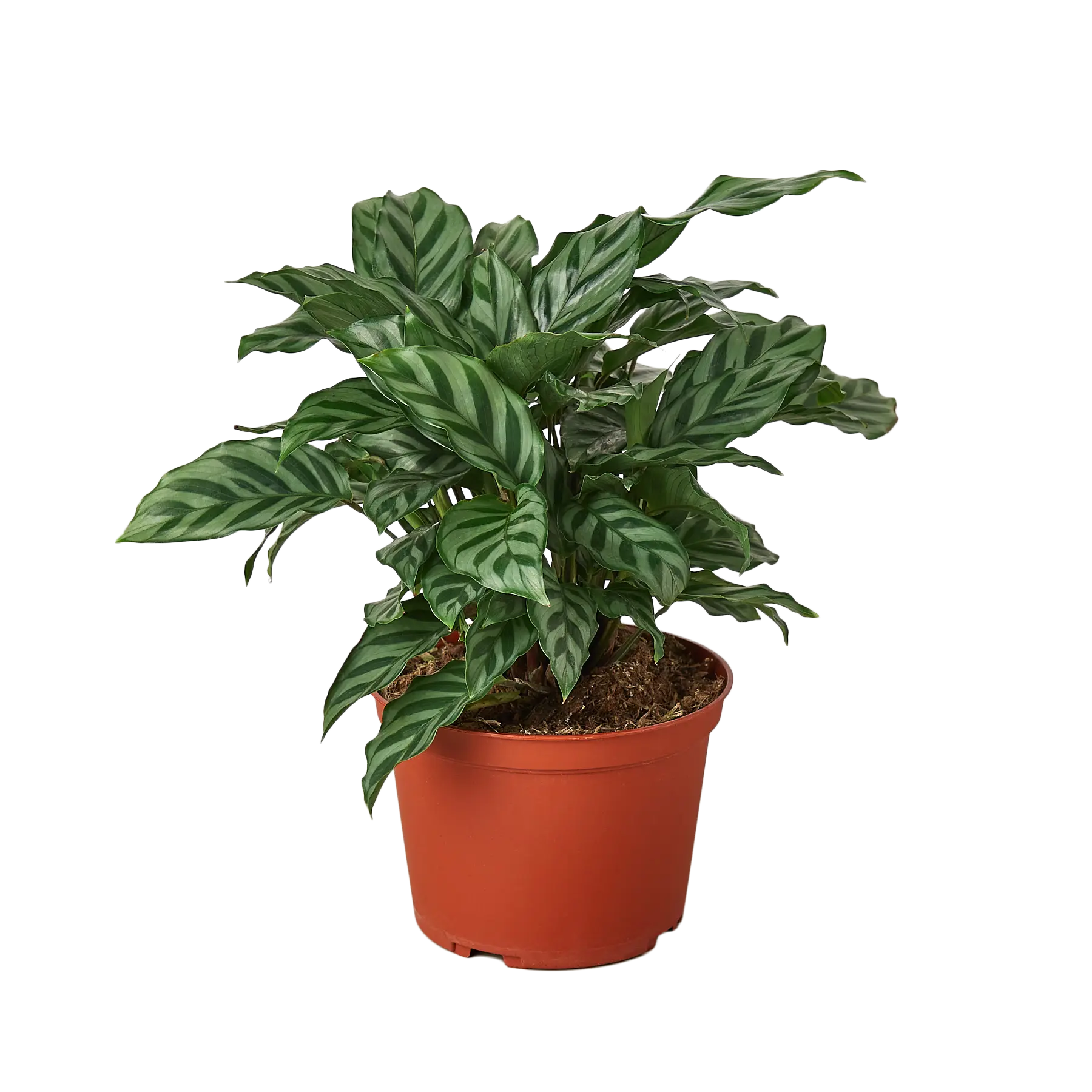 Calathea Concinna &