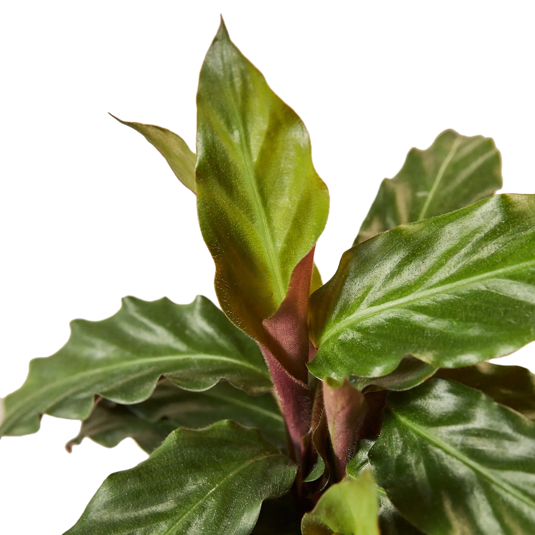 Calathea Furry Feather - Hive Plants - Indoor & Outdoor Plants