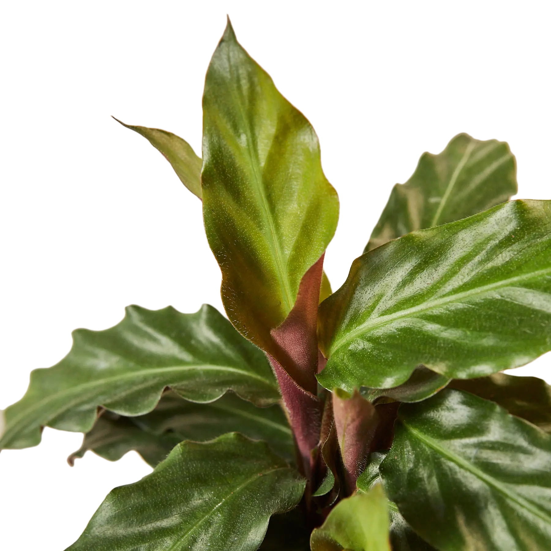 Calathea Furry Feather - Hive Plants - Indoor & Outdoor Plants