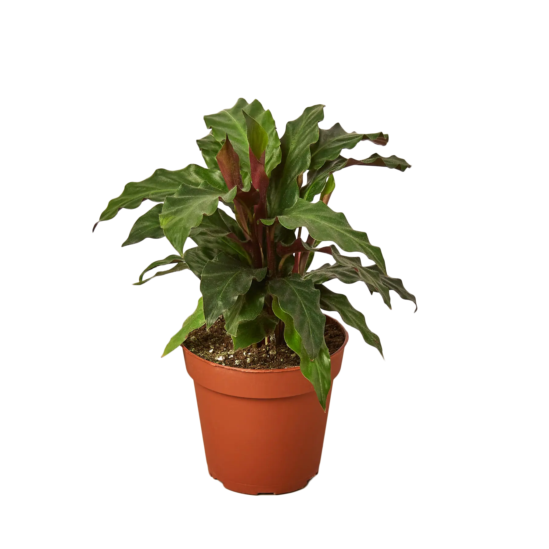 Calathea Furry Feather - Hive Plants - Indoor & Outdoor Plants