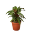 Calathea Furry Feather - Hive Plants - Indoor & Outdoor Plants