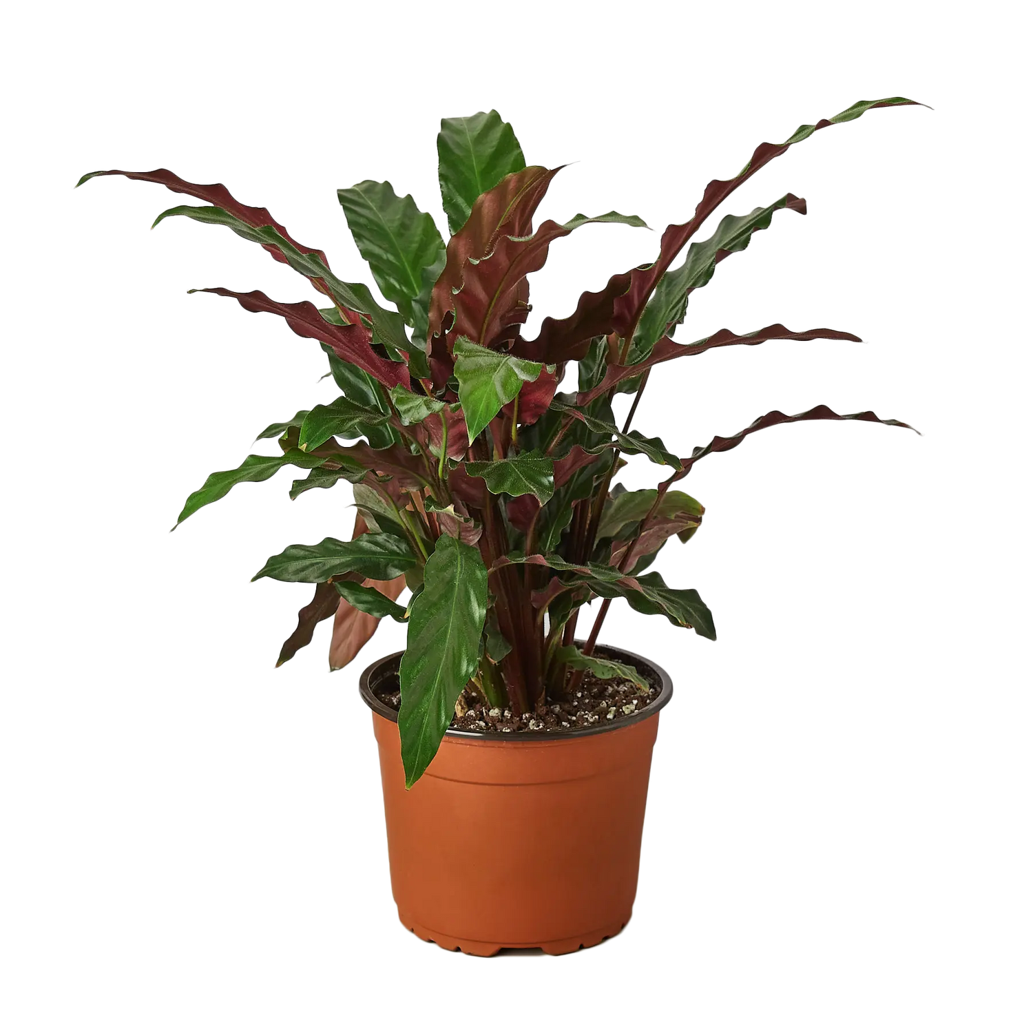 Calathea Furry Feather - Hive Plants - Indoor & Outdoor Plants